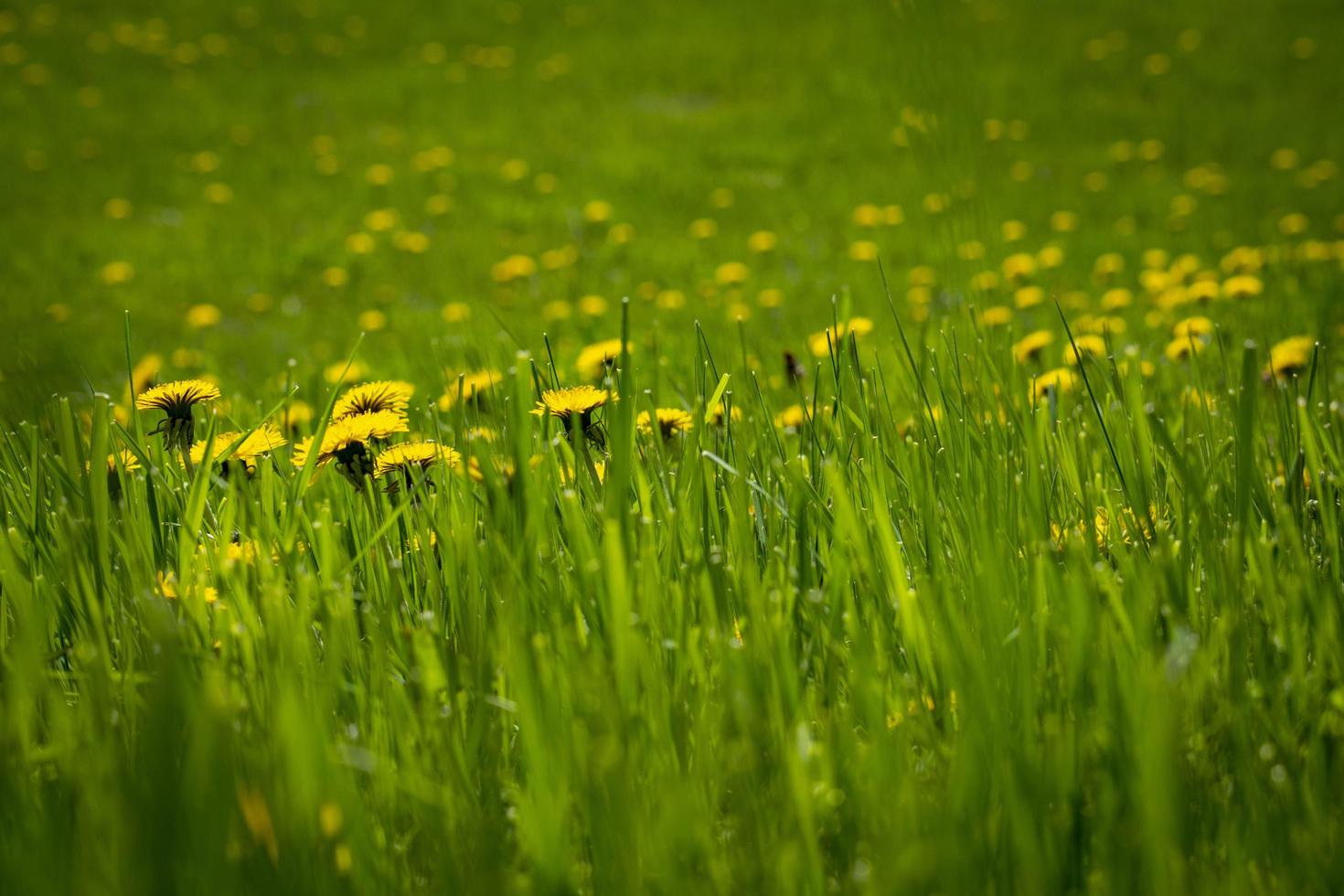 Yellow flowers in field blooming photo