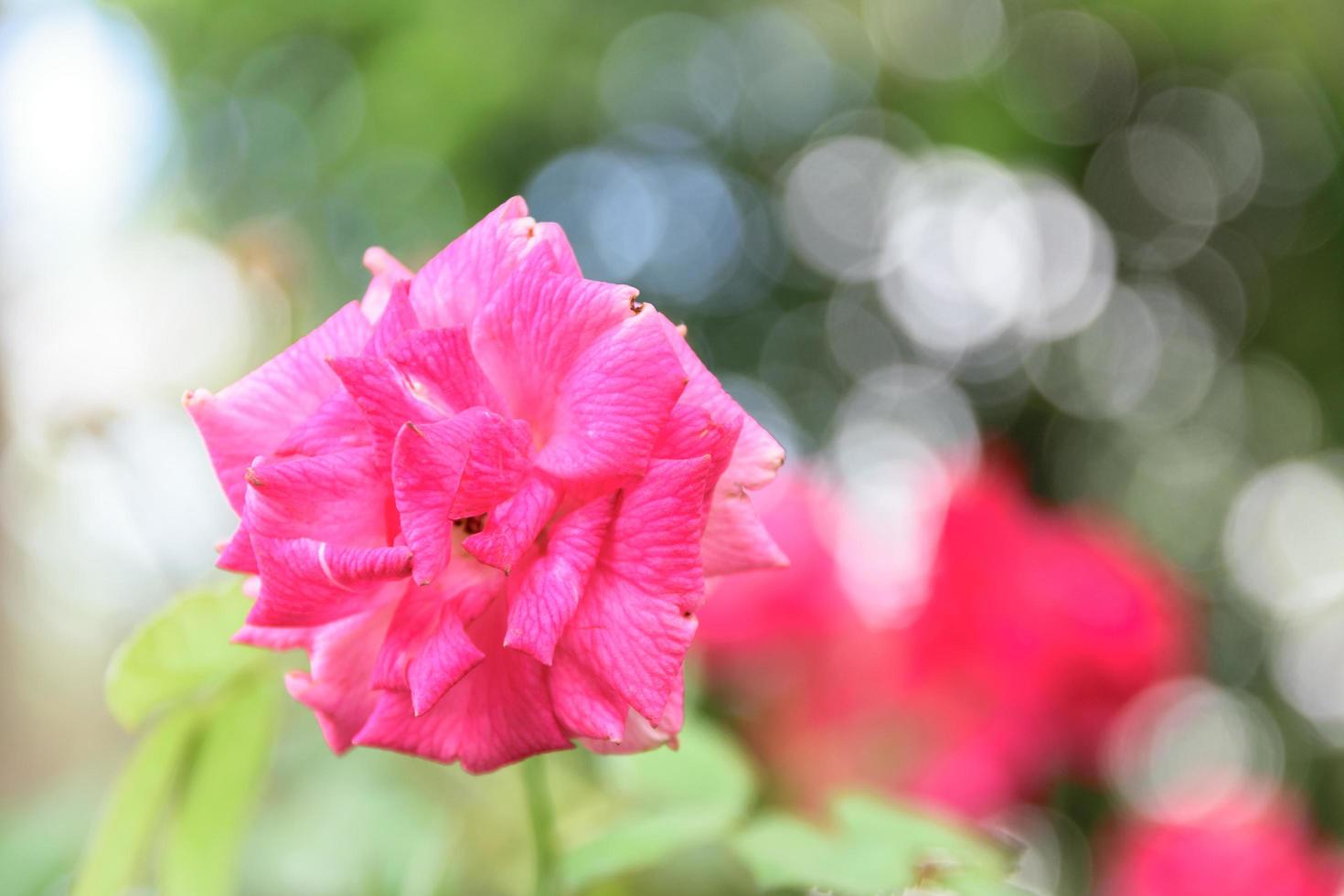 Red roses in a sunny garden photo