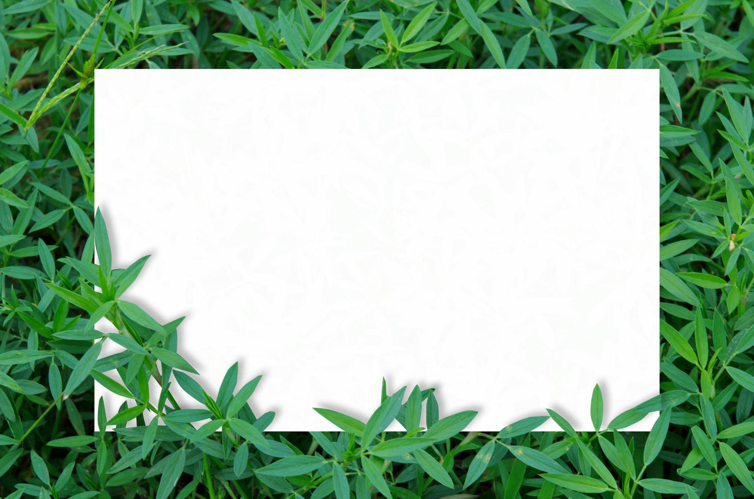 Card mockup in green leaves photo