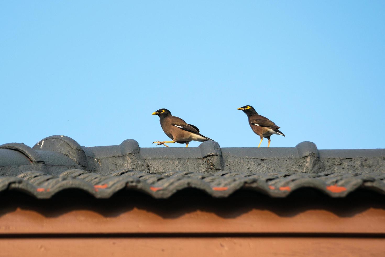 Two birds perched on a roof photo