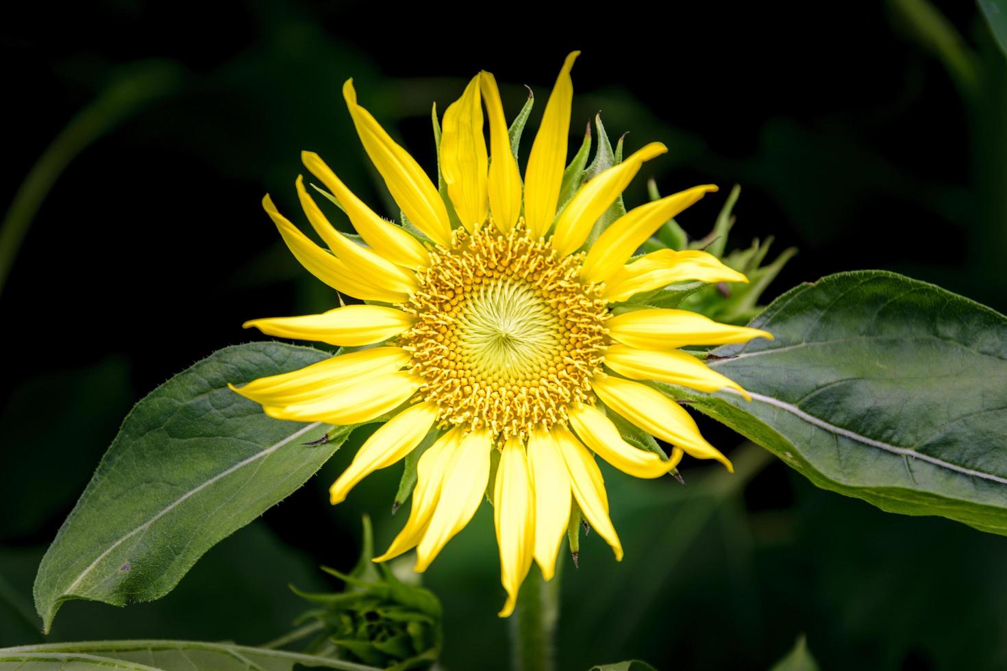 Illuminated sunflower in a garden photo