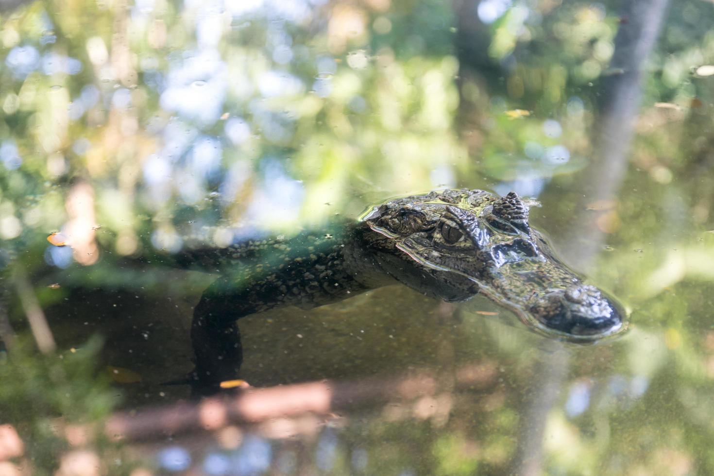Alligator floating in a pond photo