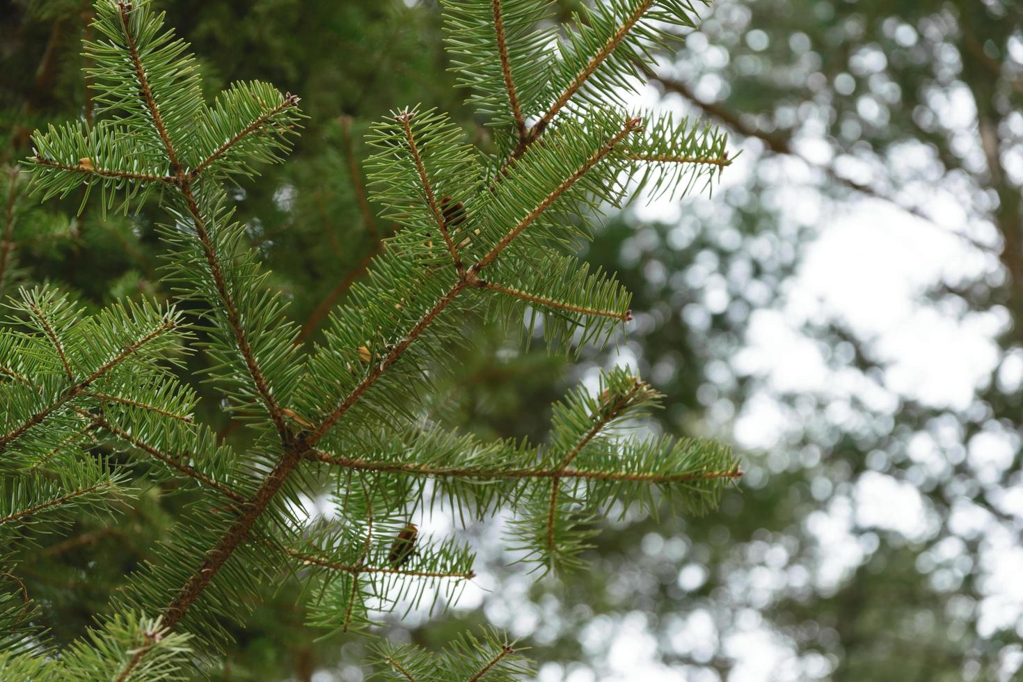 Green needles of a pine tree. photo