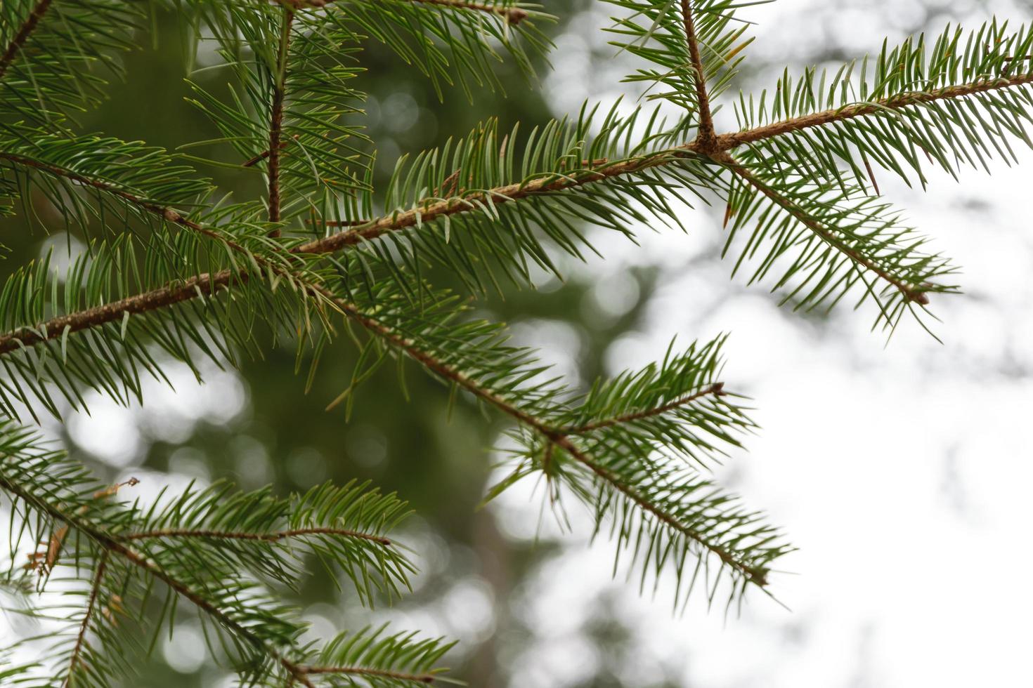 Green needles of a pine tree photo