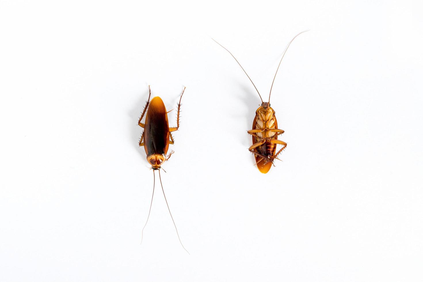 Cockroaches on white background photo