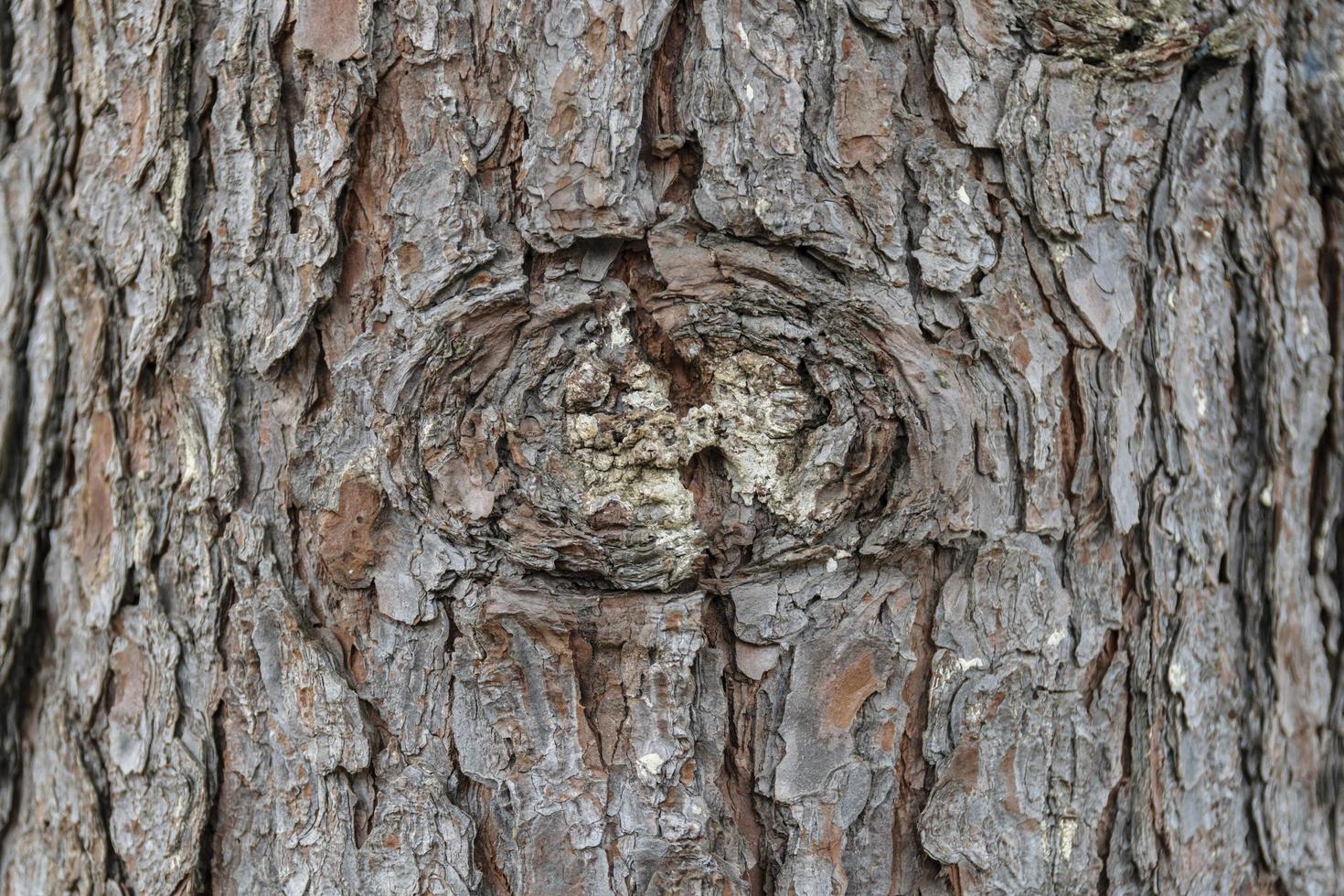 un nudo en la corteza del árbol foto