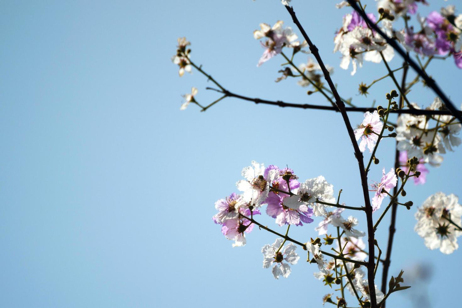 Beautiful flowers of peach tree in the spring photo