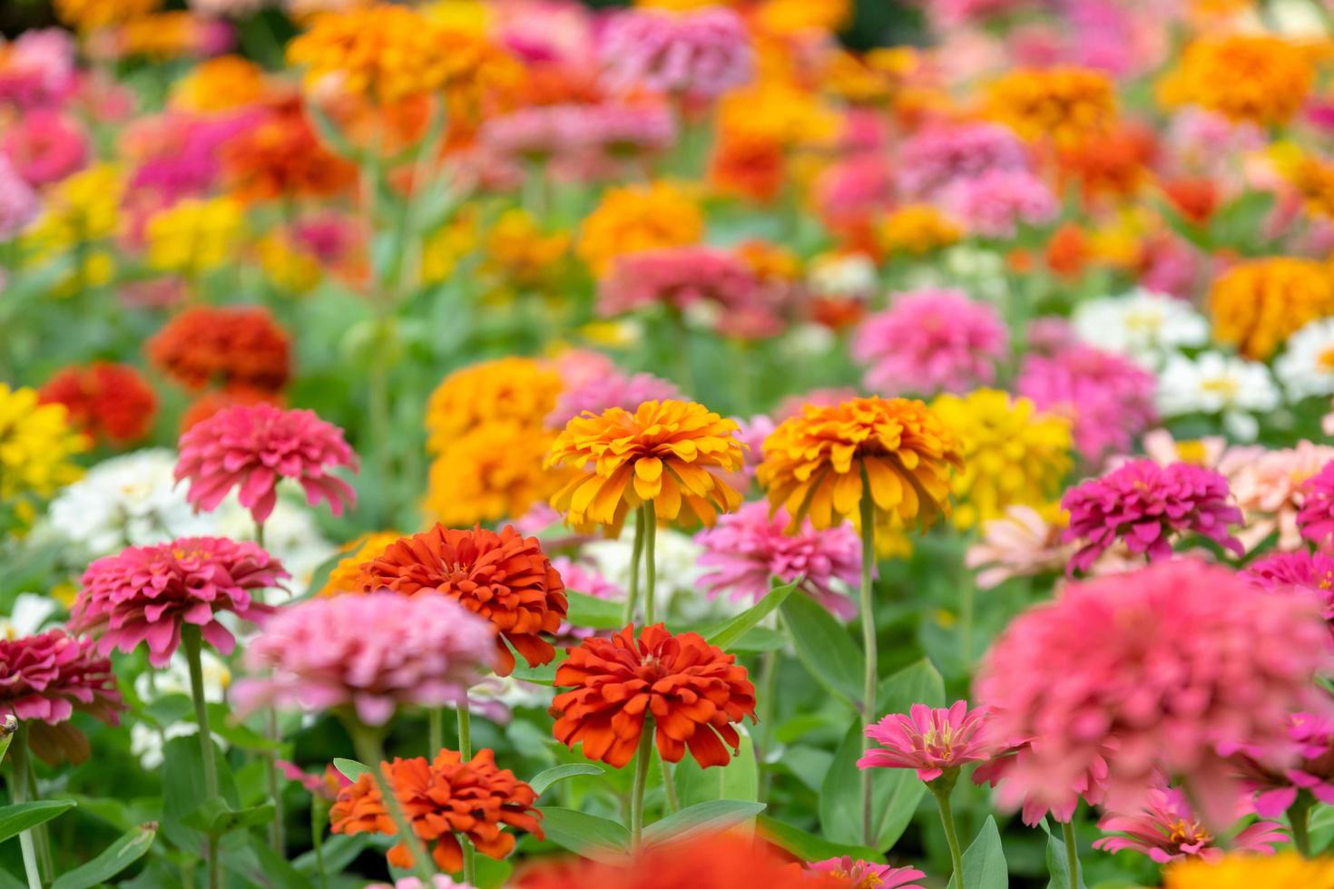 Beautiful zinnia flowers in a garden photo