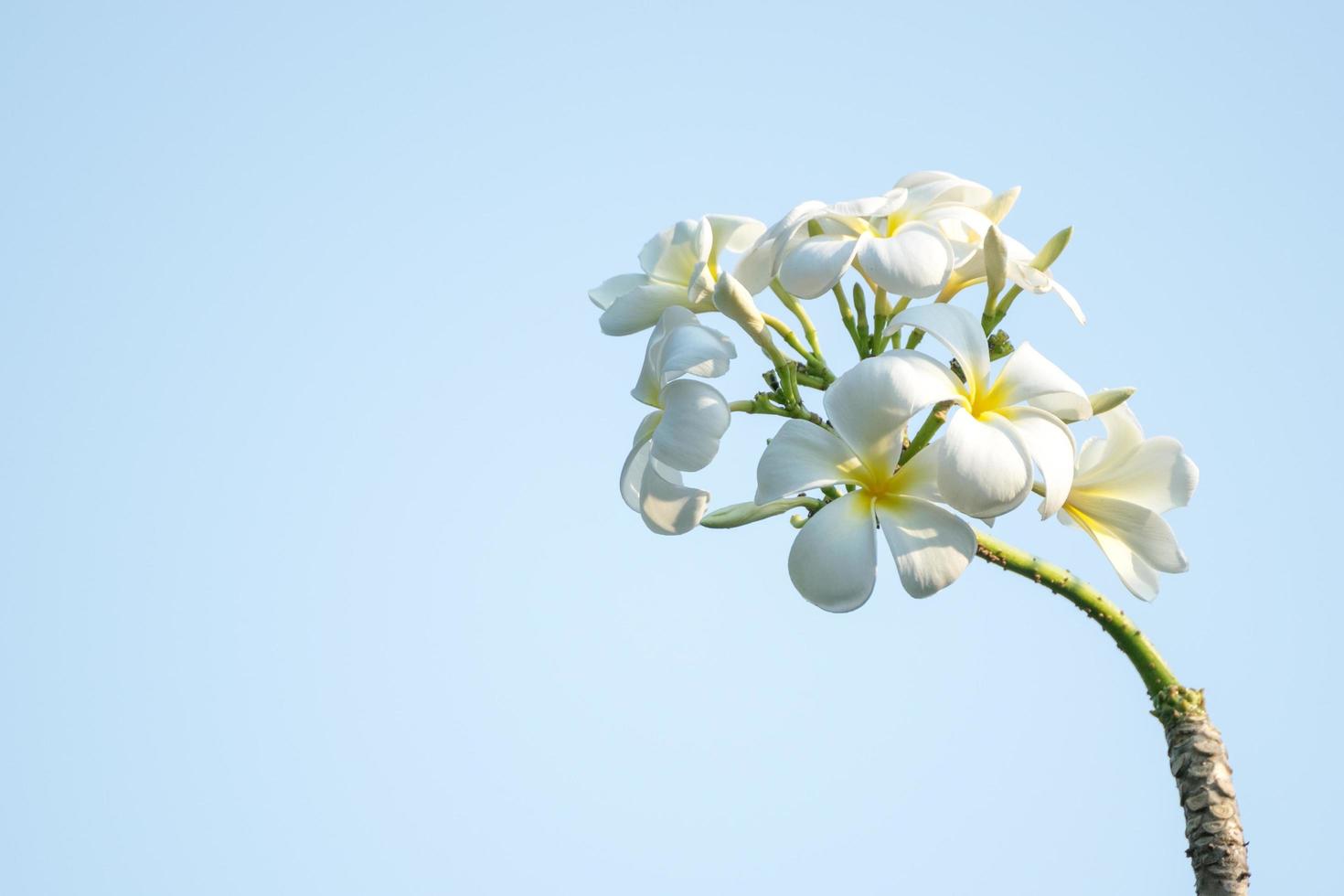 flor de plumeria blanca foto