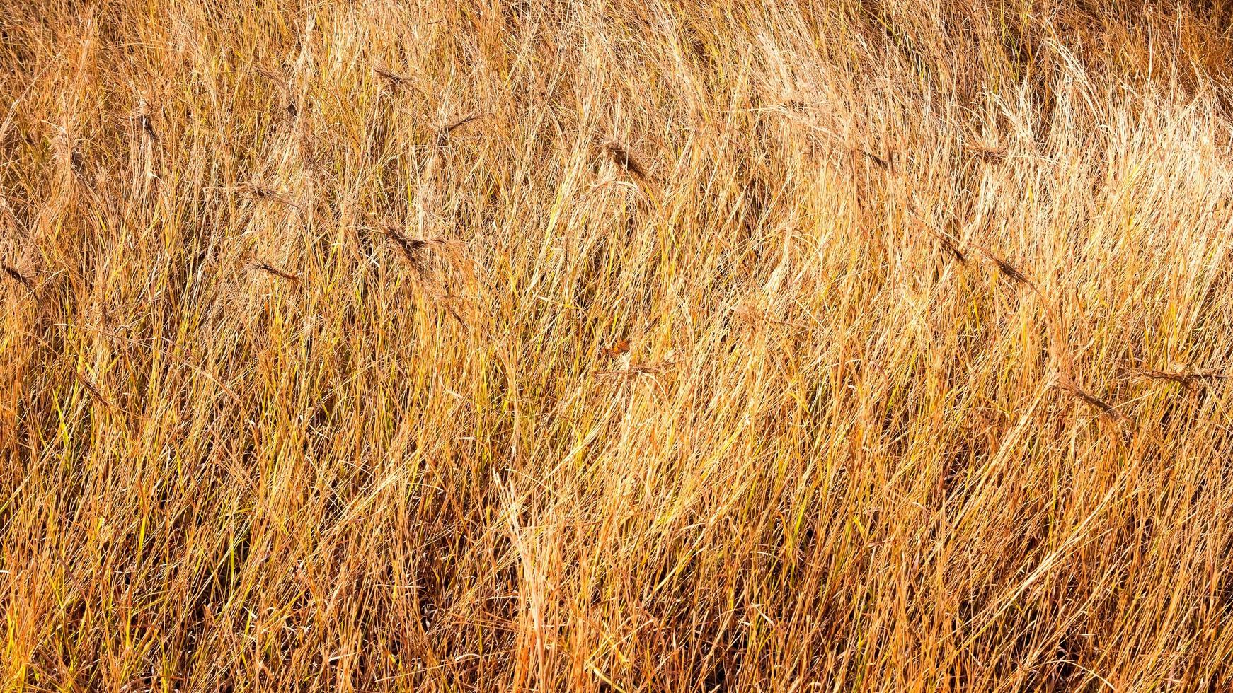 Golden wheat field photo