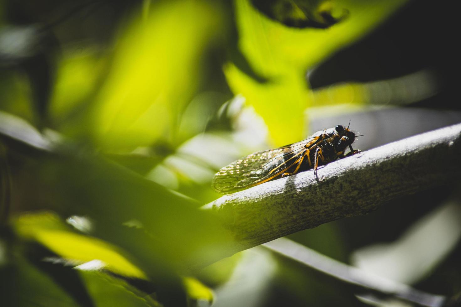 insecto en una rama foto