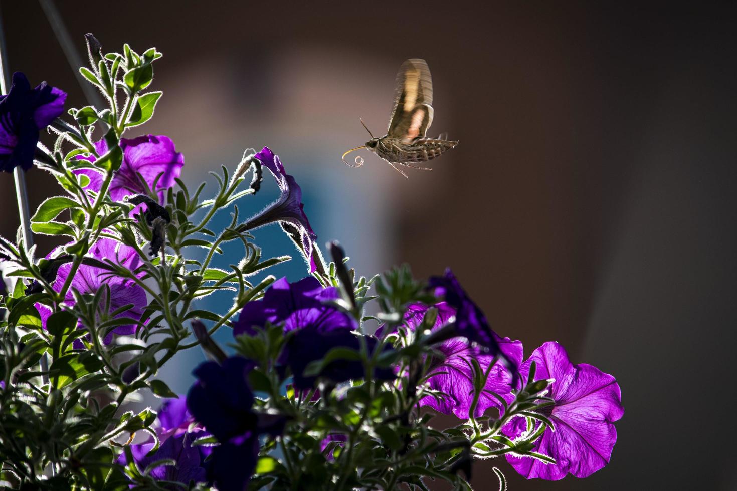 Insect flying toward purple flower photo