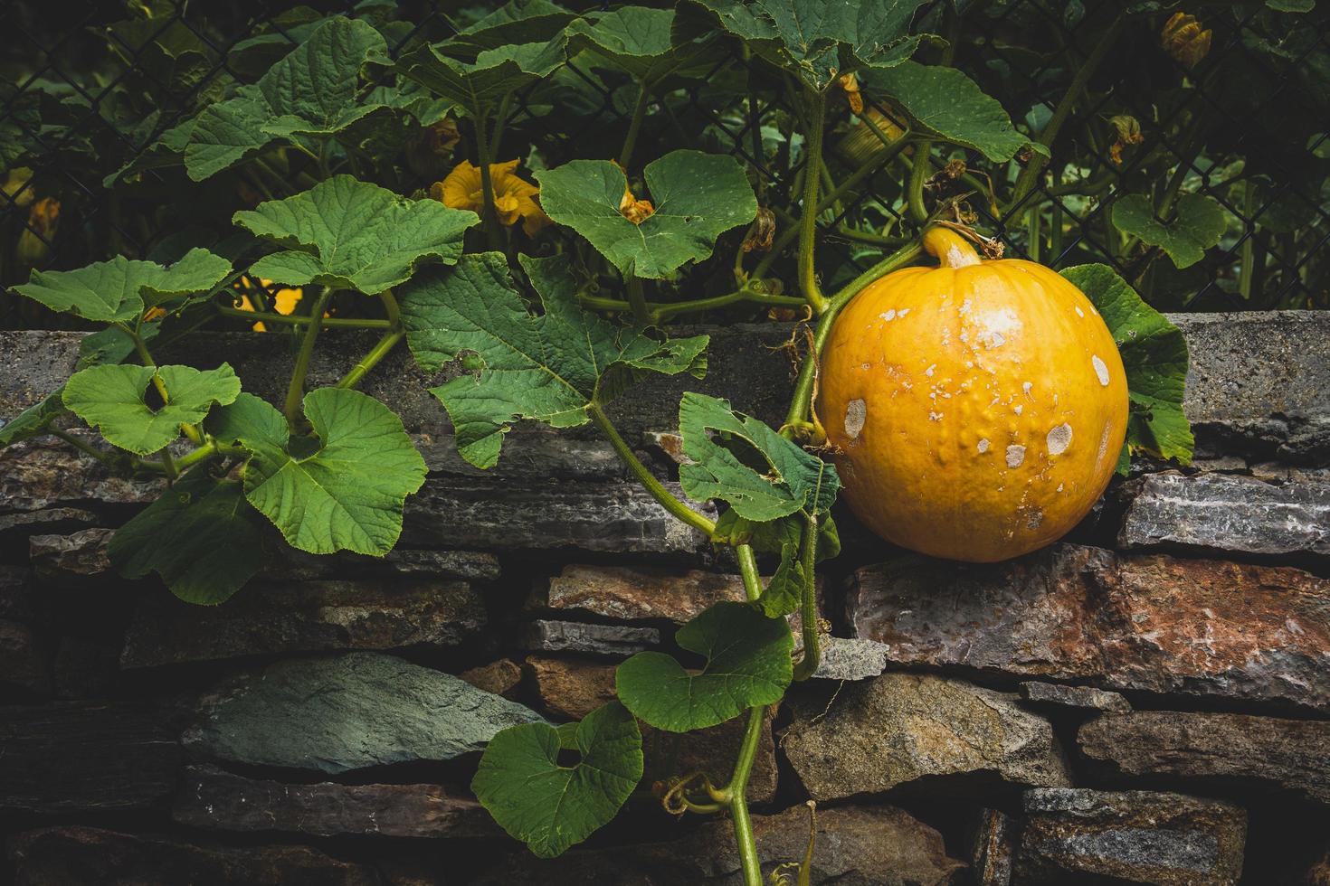 Round yellow squash photo