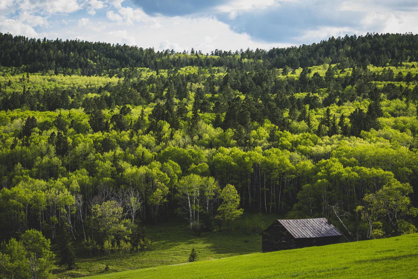 Beautiful forest with new trees photo