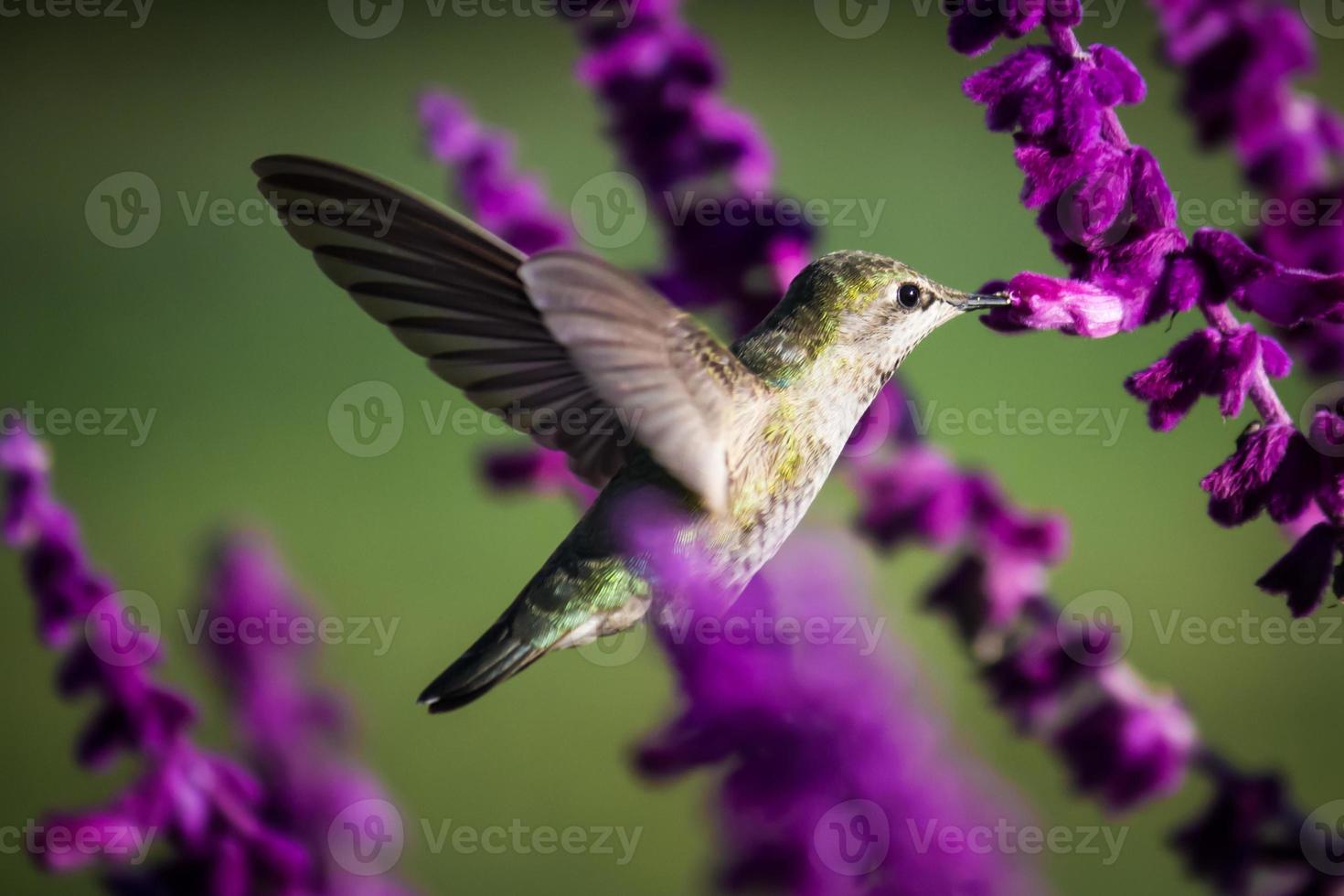 Hummingbird Flying Among Purple Flowers, Color Image 1430976 Stock