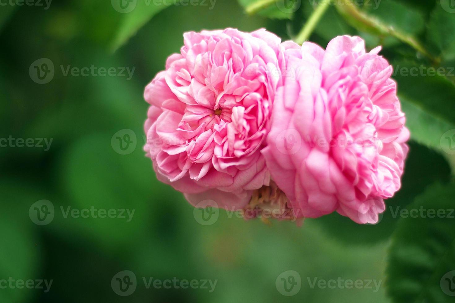 Roses - La Ville de Bruxelles 1431049 Stock Photo at Vecteezy