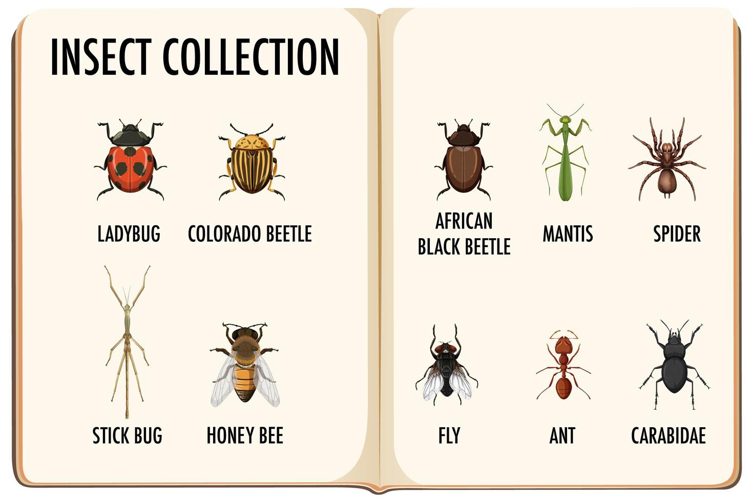 conjunto de colección de insectos en el libro. vector