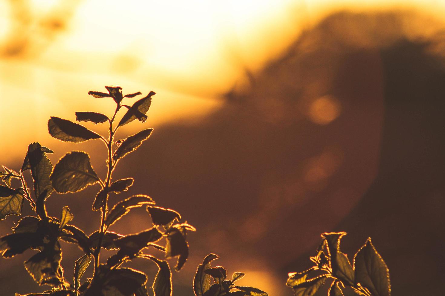 plantas durante la hora dorada foto