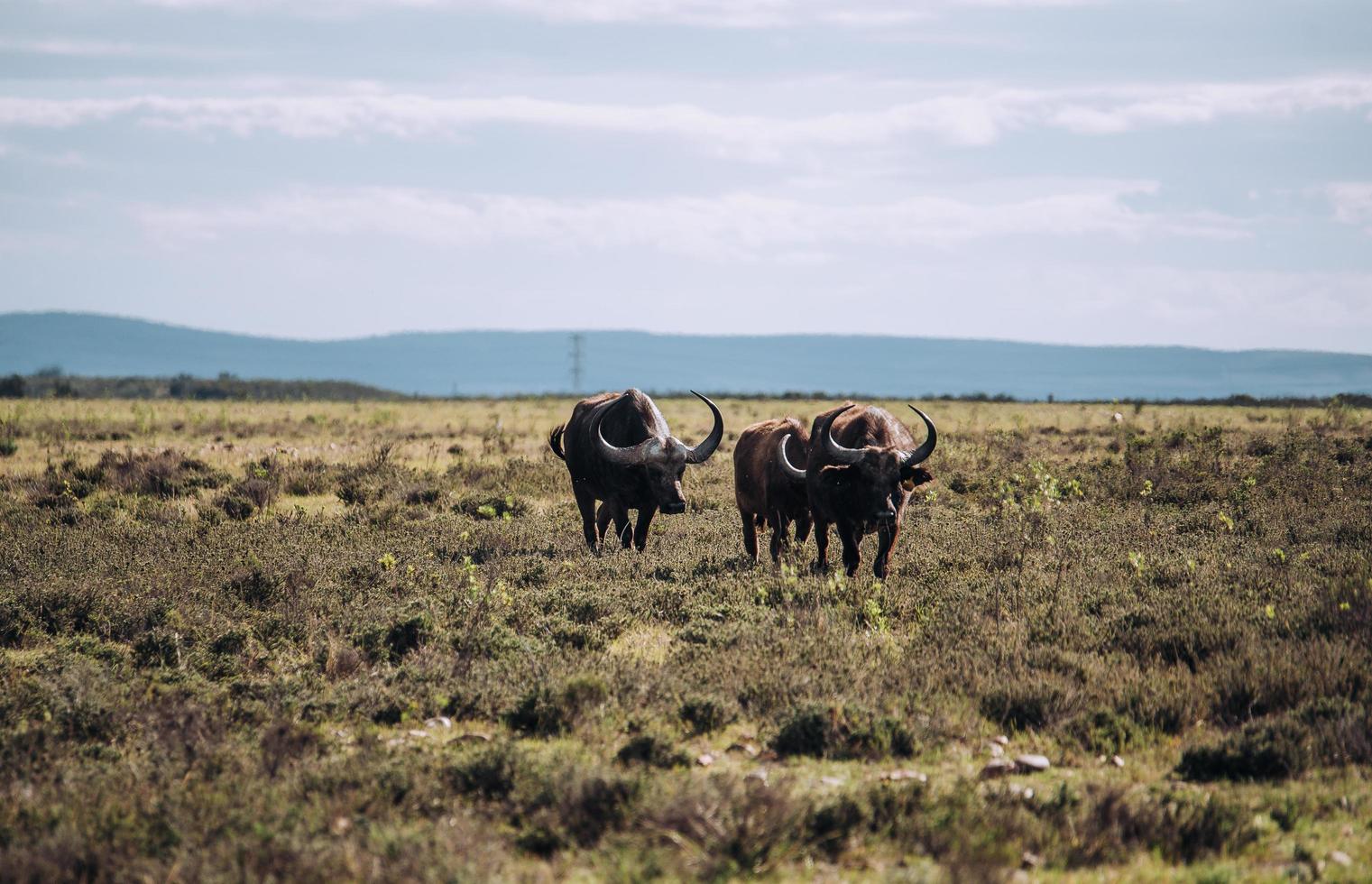 Cape Town, South Africa, 2020 - Water buffalo in field during the day photo