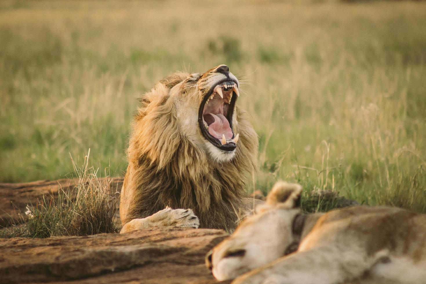 Lion roaring while lying in grass photo