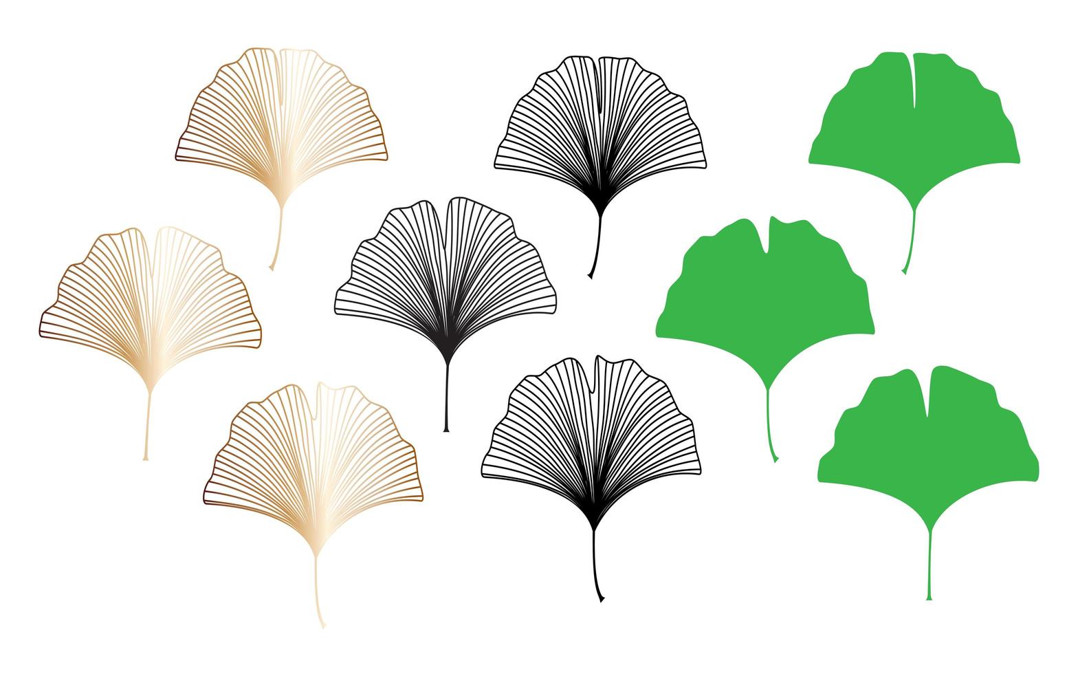 Collection of Ginkgo Biloba leaves vector