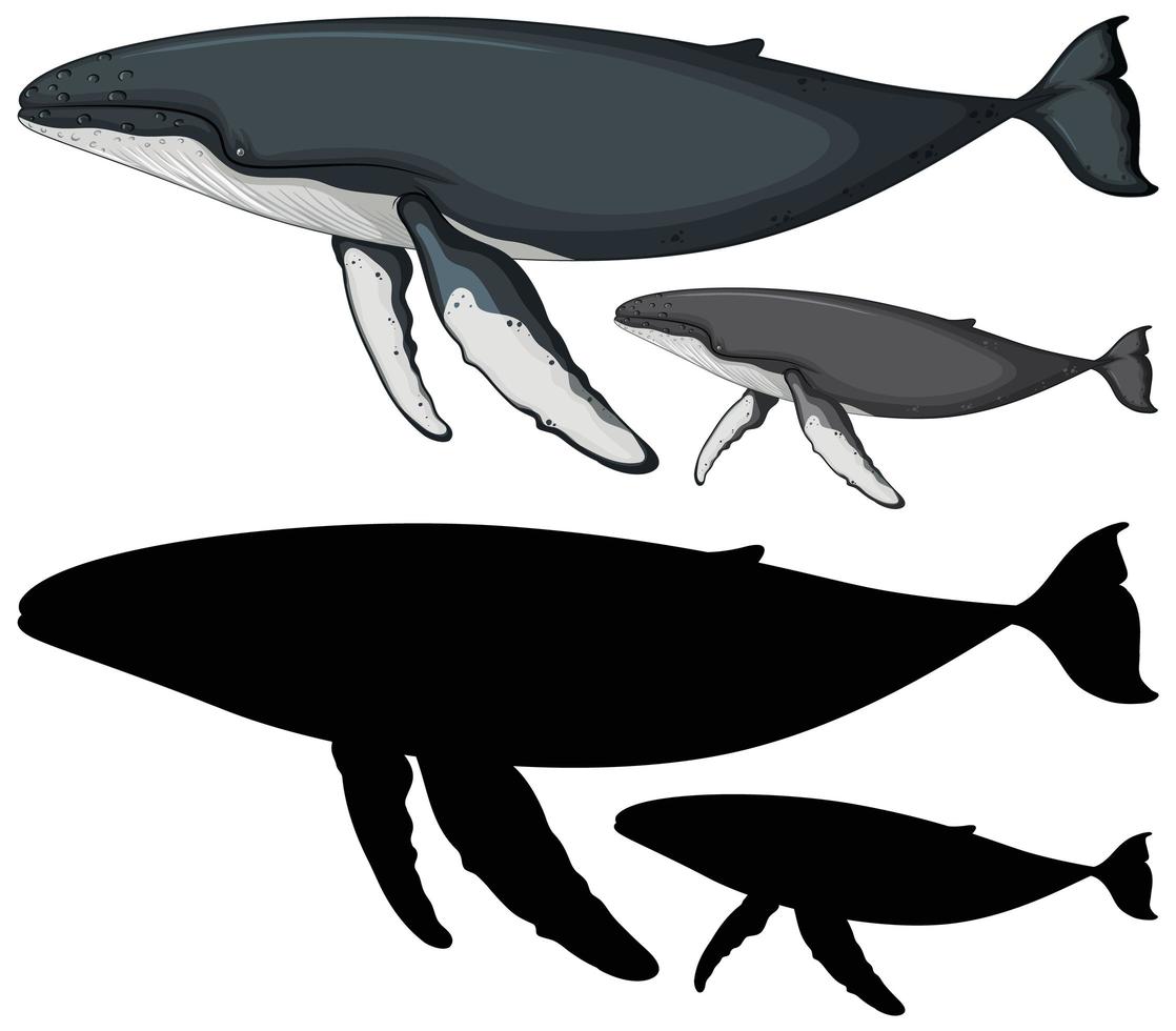 Humpback whales and silhouette vector