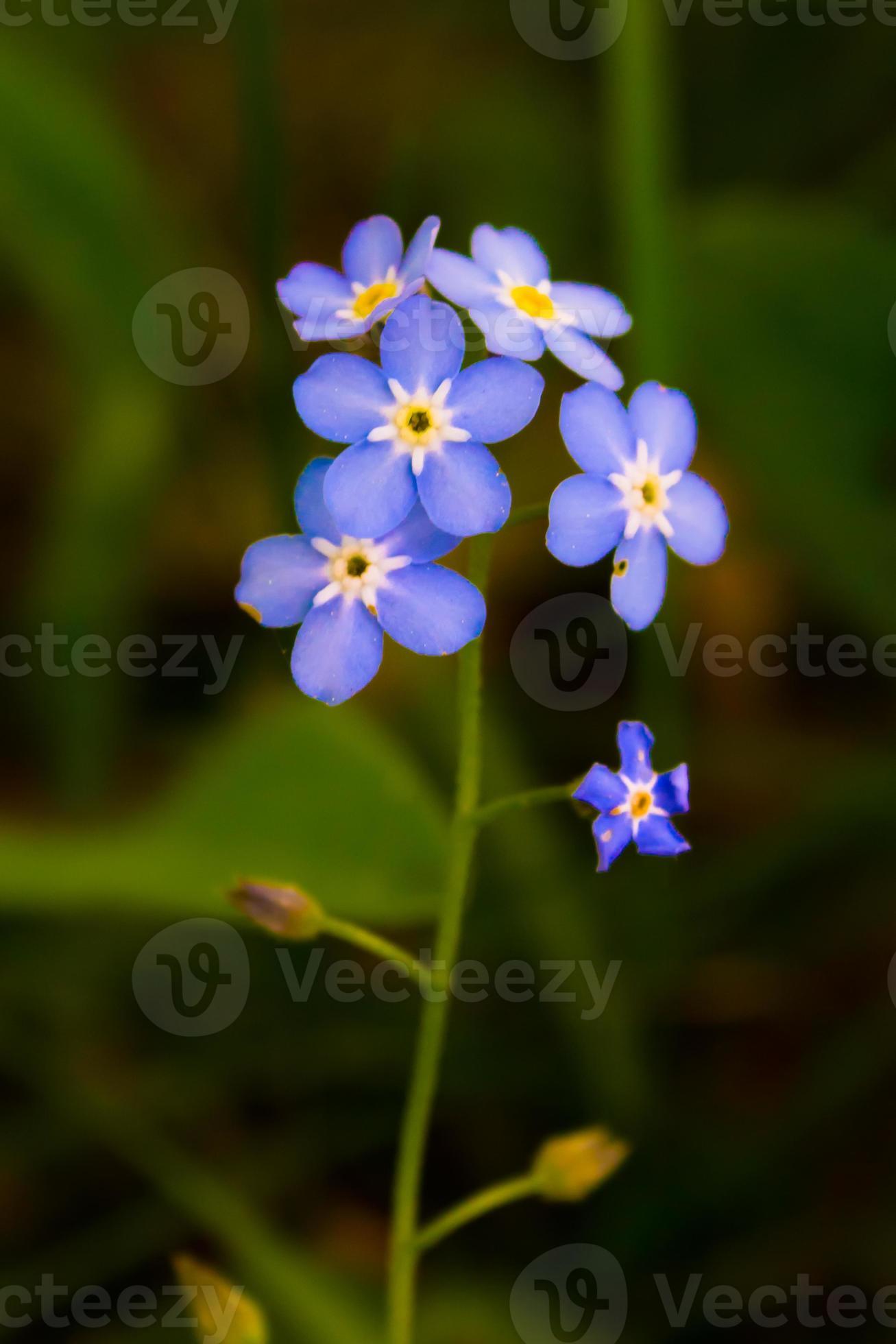 Blue Forget Me Not Flowers Stock Photo At Vecteezy