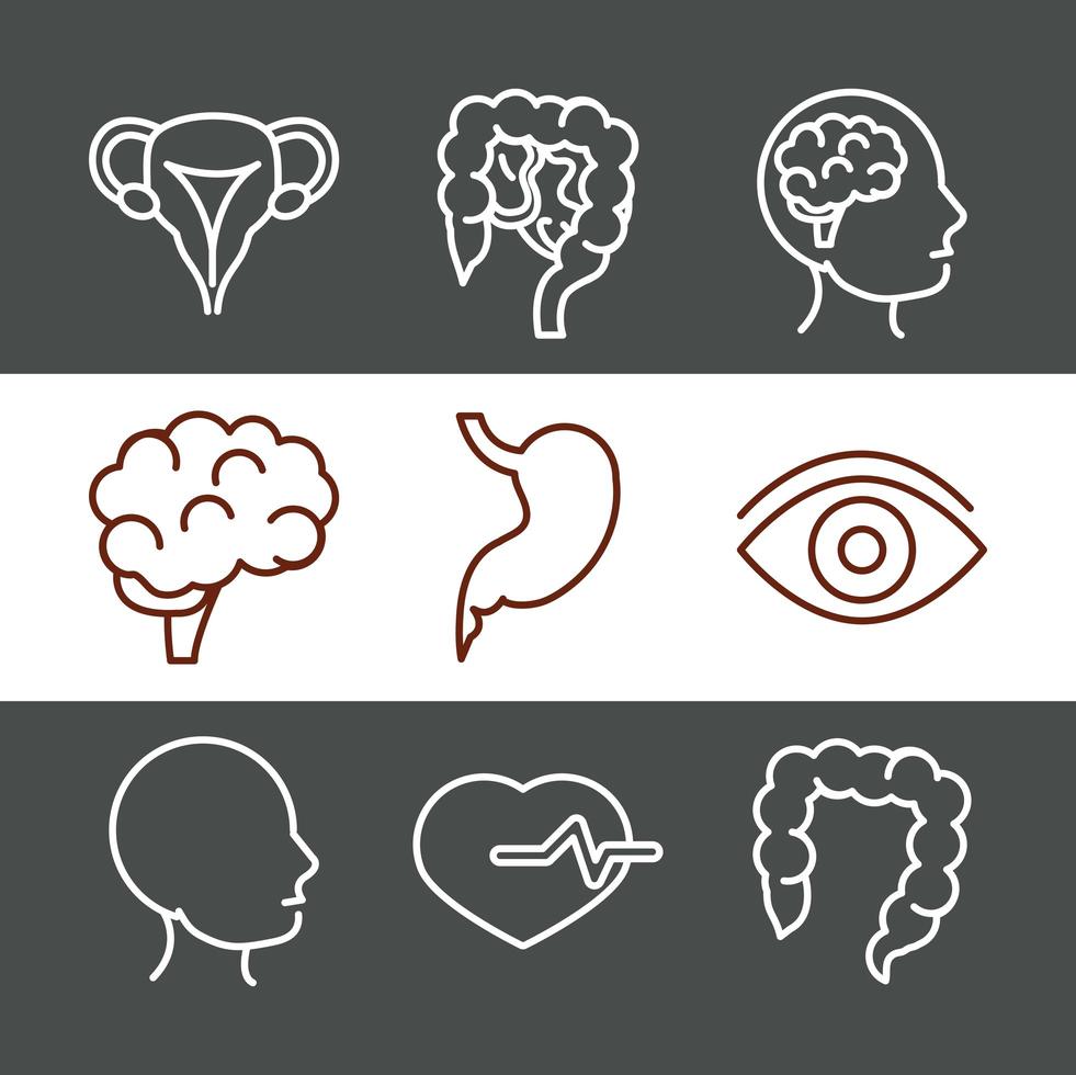 Human body anatomy and health icon set vector
