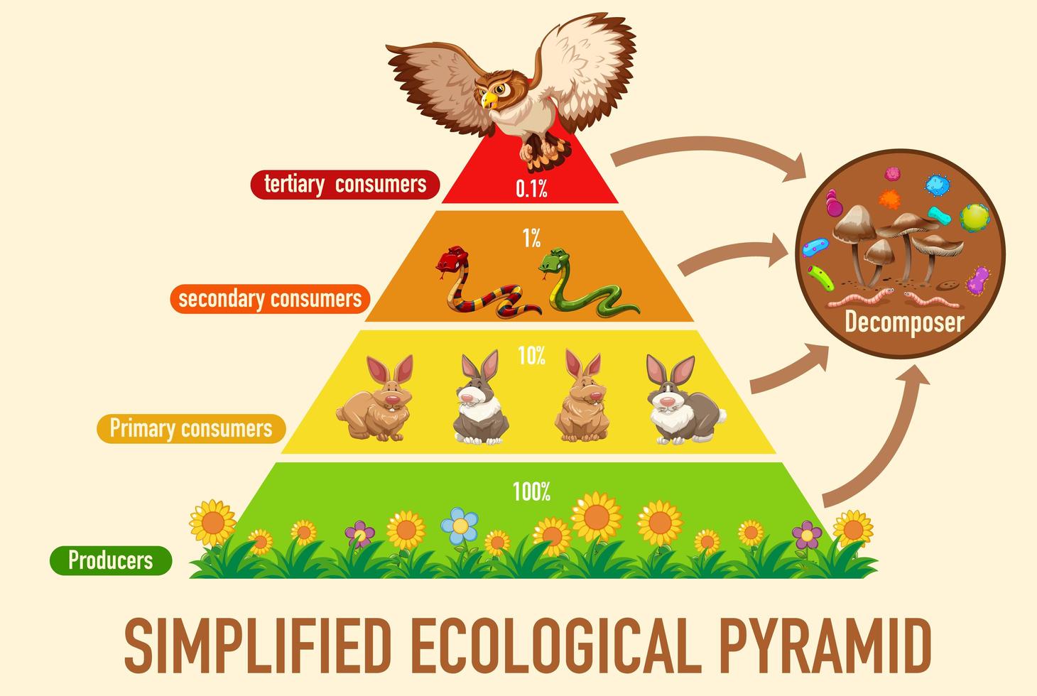 ciencia pirámide ecológica simplificada vector