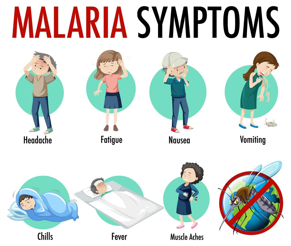 Malaria symptom information infographic vector