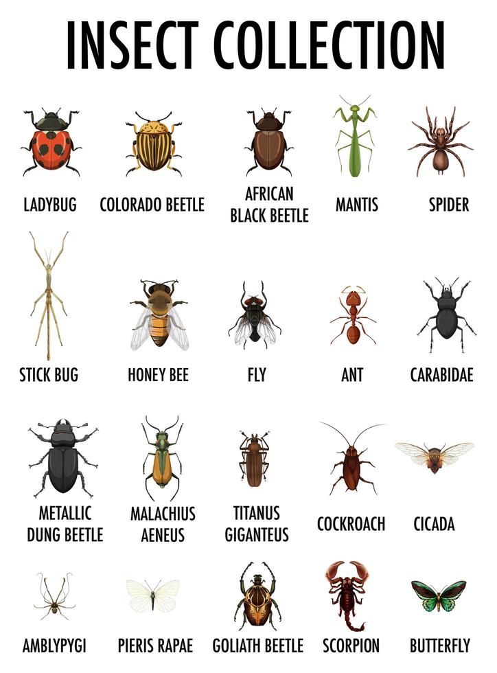 tabla de colección de insectos vector