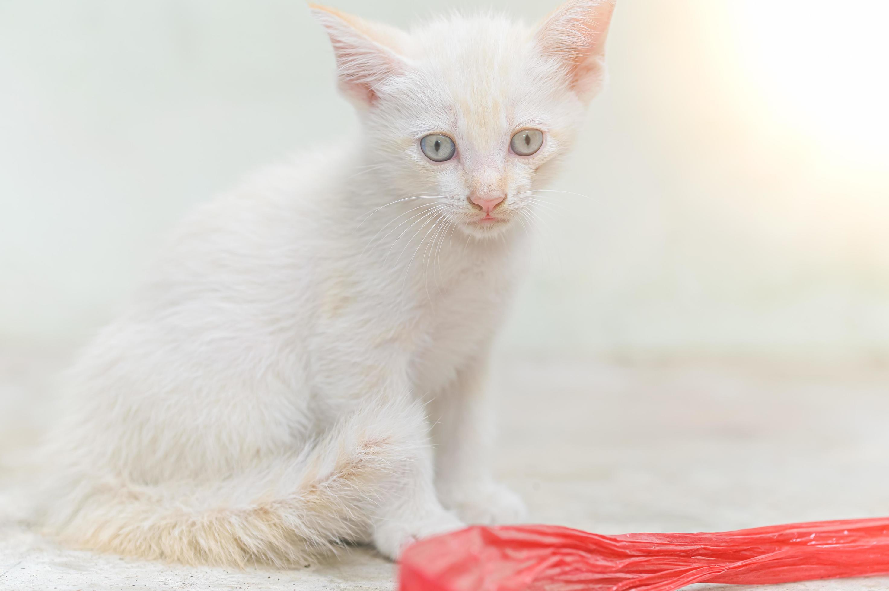 Primer plano de un gatito blanco foto