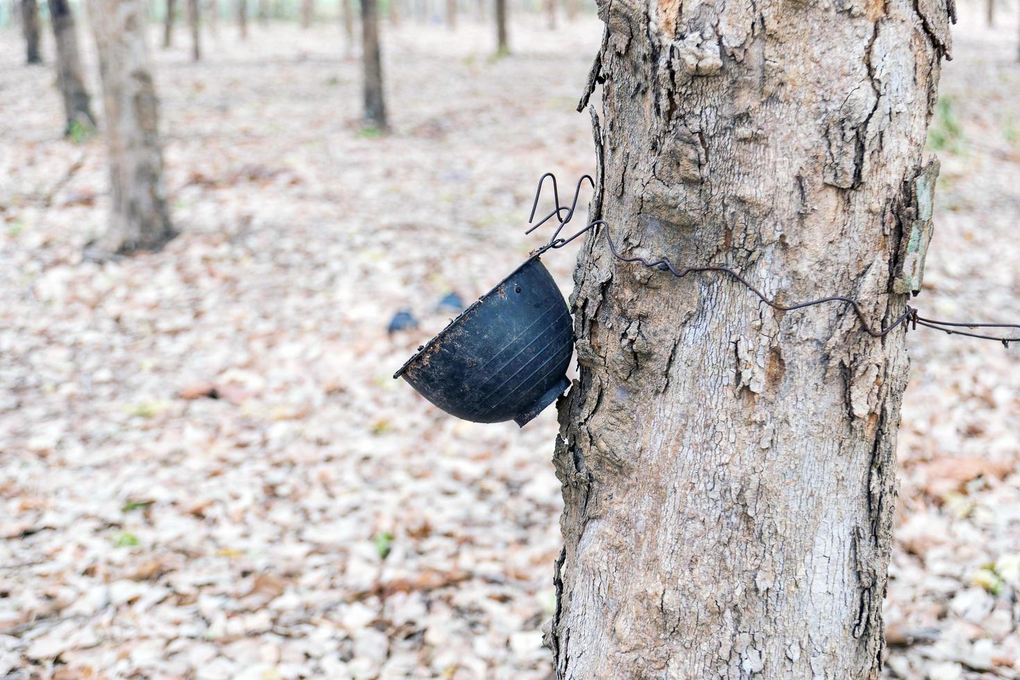 Plastic cups hanging on trees photo