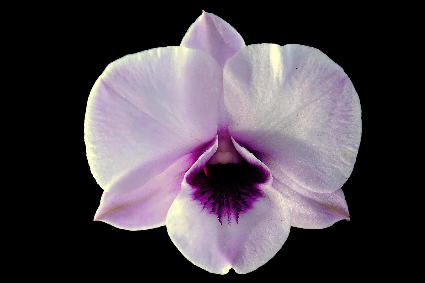 Isolated white orchid flower photo