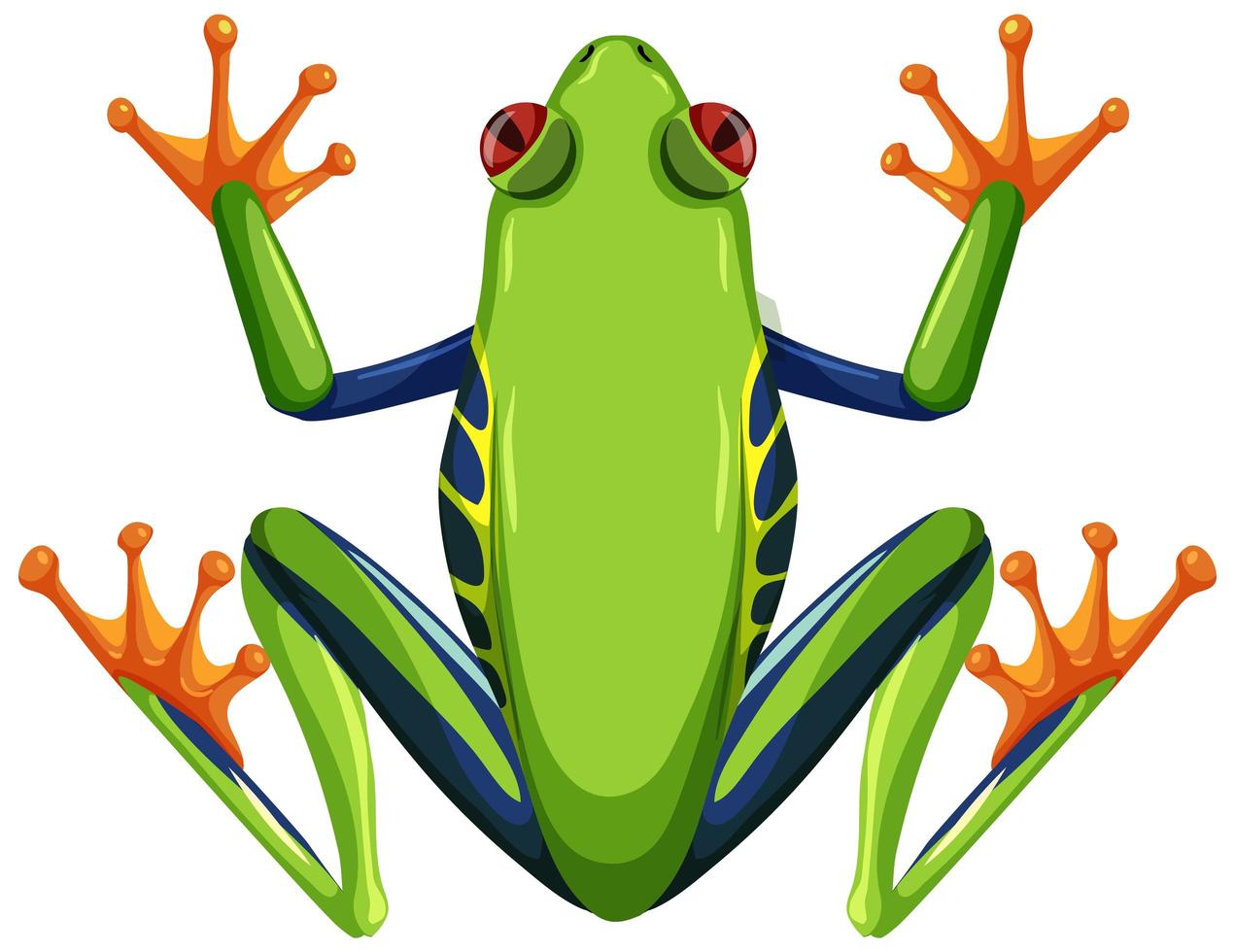Red eyed tree frog isolated on white background vector