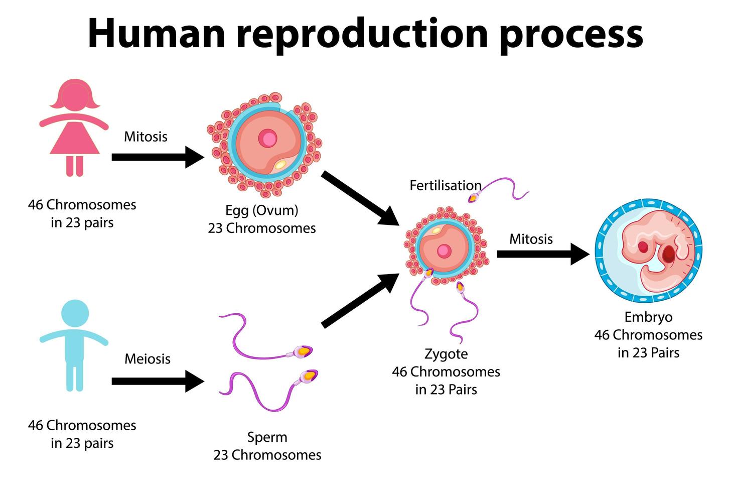 Reproduction Process of Human infographic vector