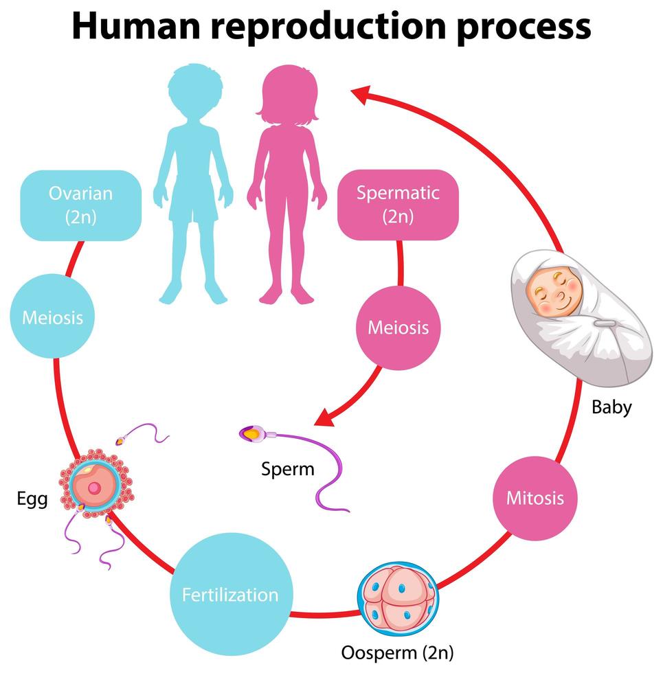 proceso de reproducción de infografía humana vector