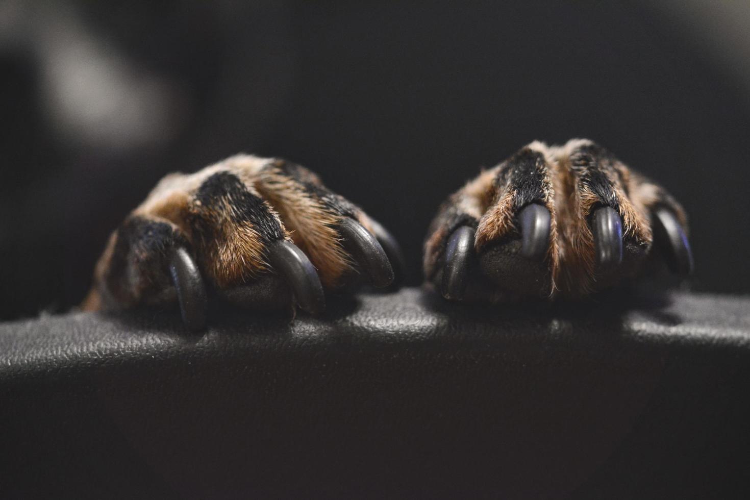 Close-up of dog paws photo