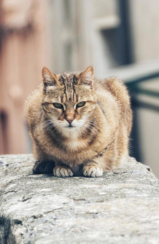 Gato atigrado en barandilla de hormigón foto