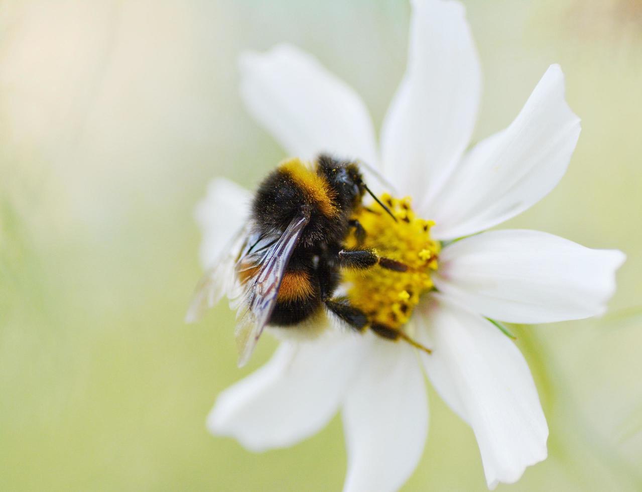 Bumblebee on daisy flower photo