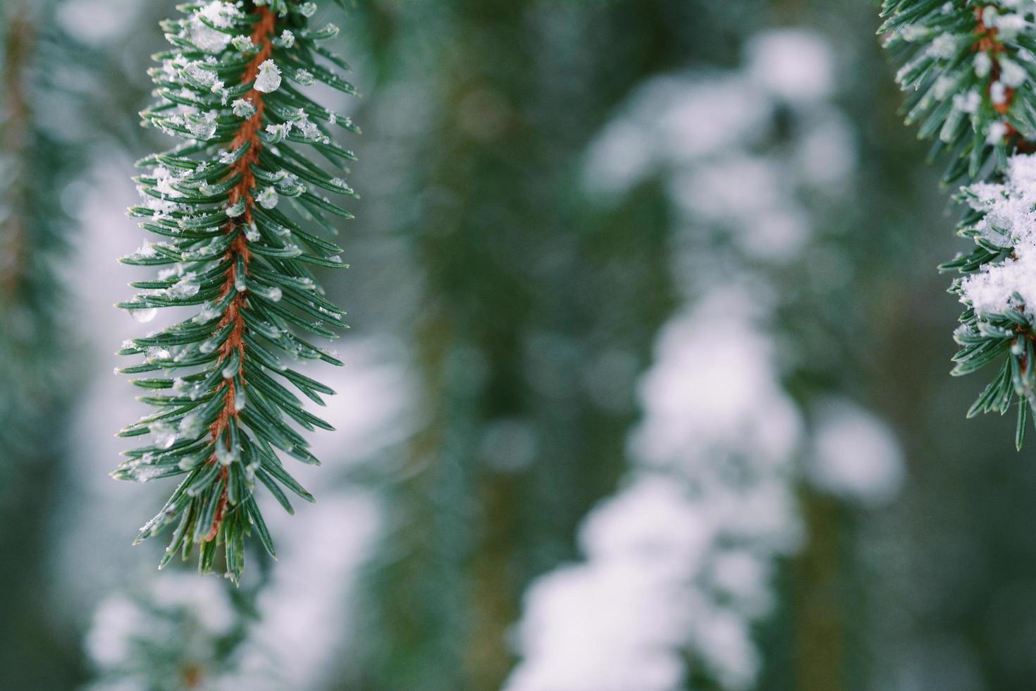 Close-up of pine leaves covered with snow photo