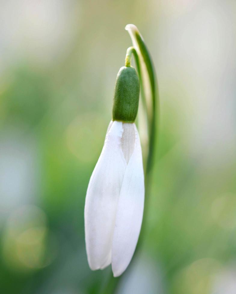 primer plano, de, un, snowdrop, flor foto