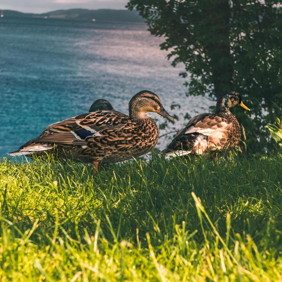 Ducks near Loch Ness in Scotland photo