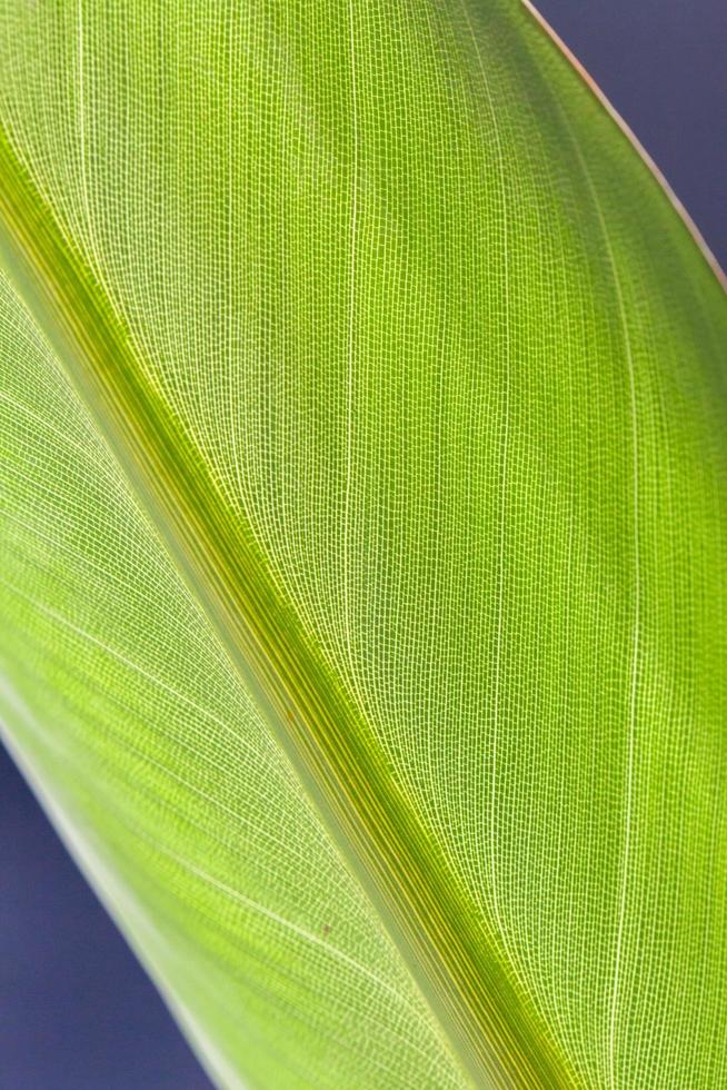 Detailed view of green leaf photo