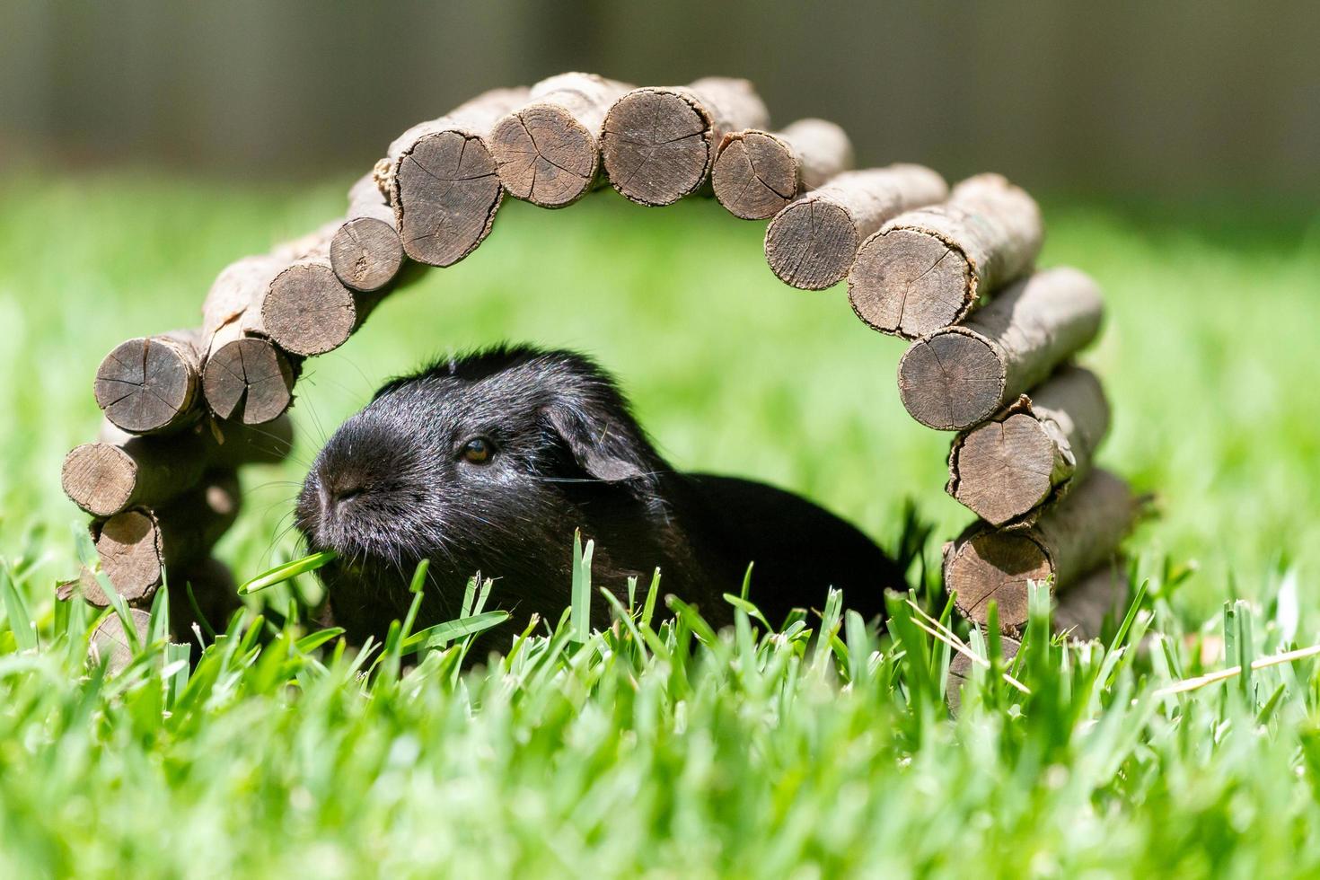 Sydney, Australia, 2020 - Black guinea pig under a wooden arch photo