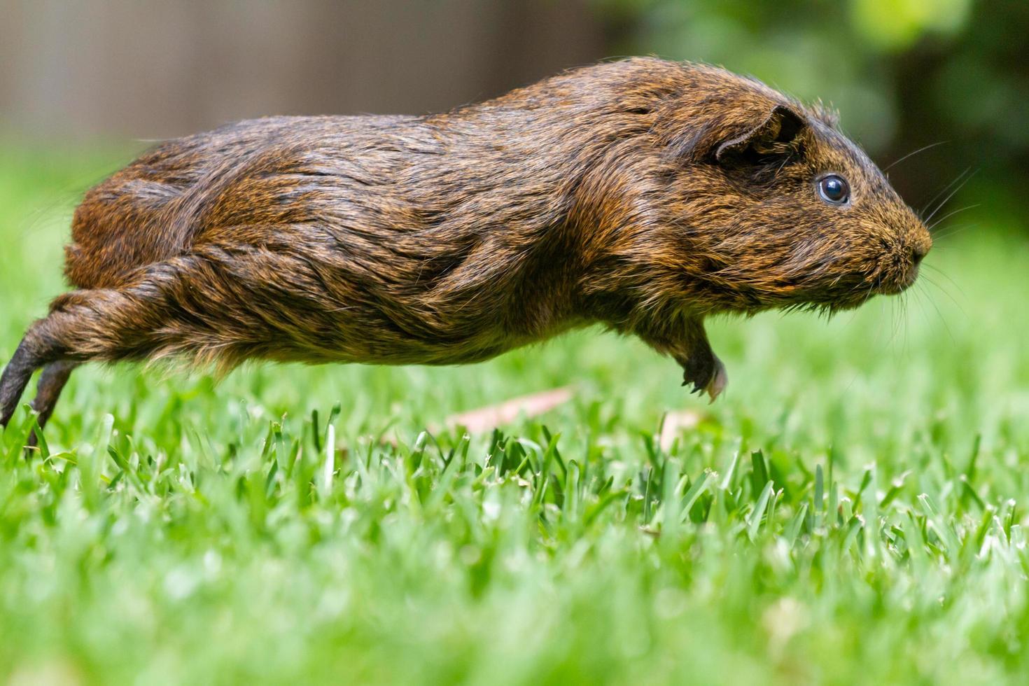 Sydney, Australia, 2020 - Close-up of a leaping guinea pig photo