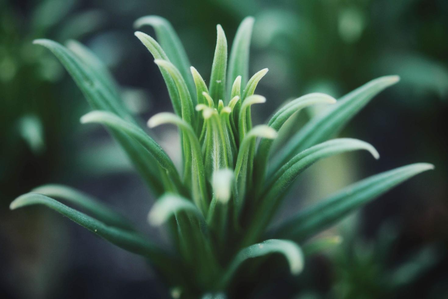 primer plano, de, frondoso, verde, planta foto