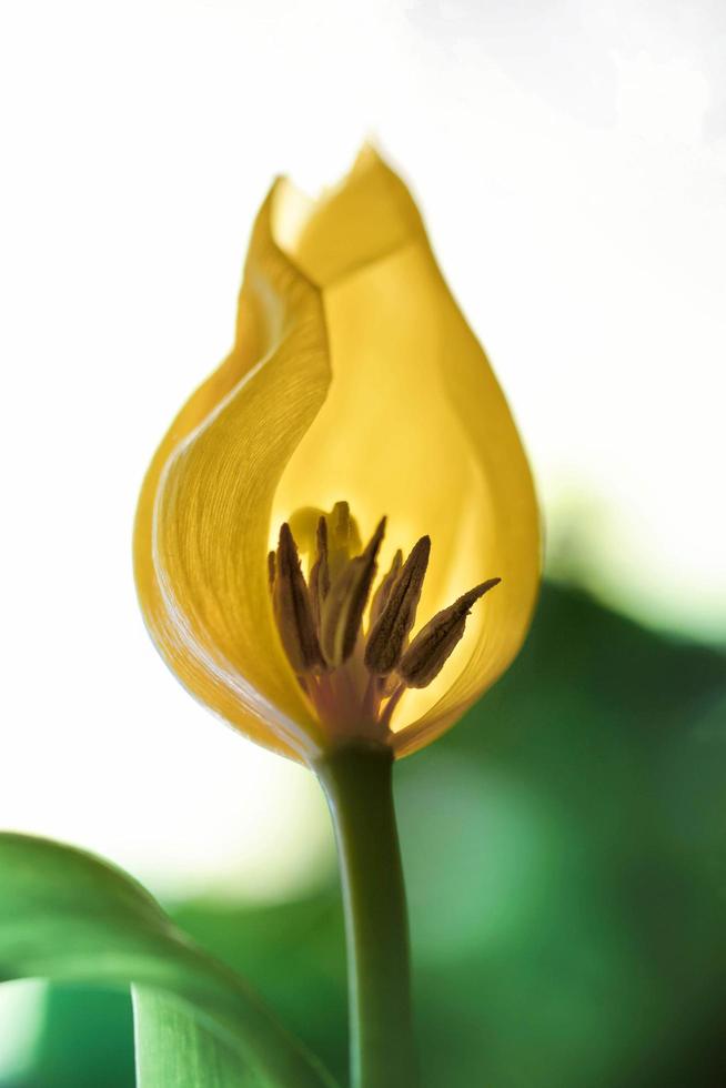 El enfoque selectivo de una flor de pétalos amarillos foto