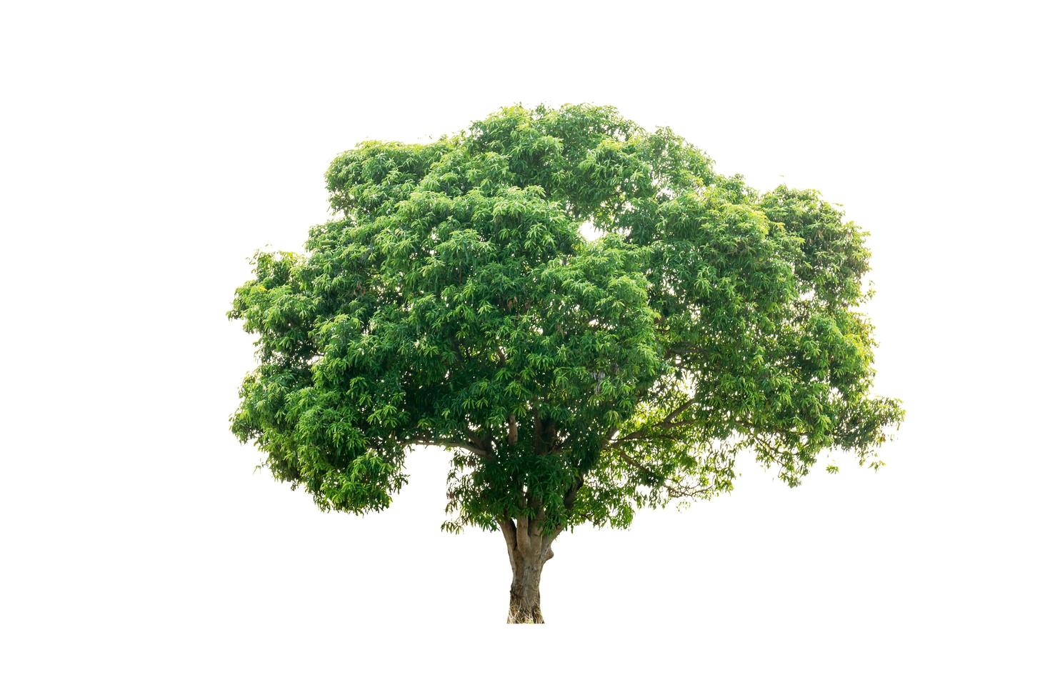 árbol de la naturaleza verde aislado sobre fondo blanco foto