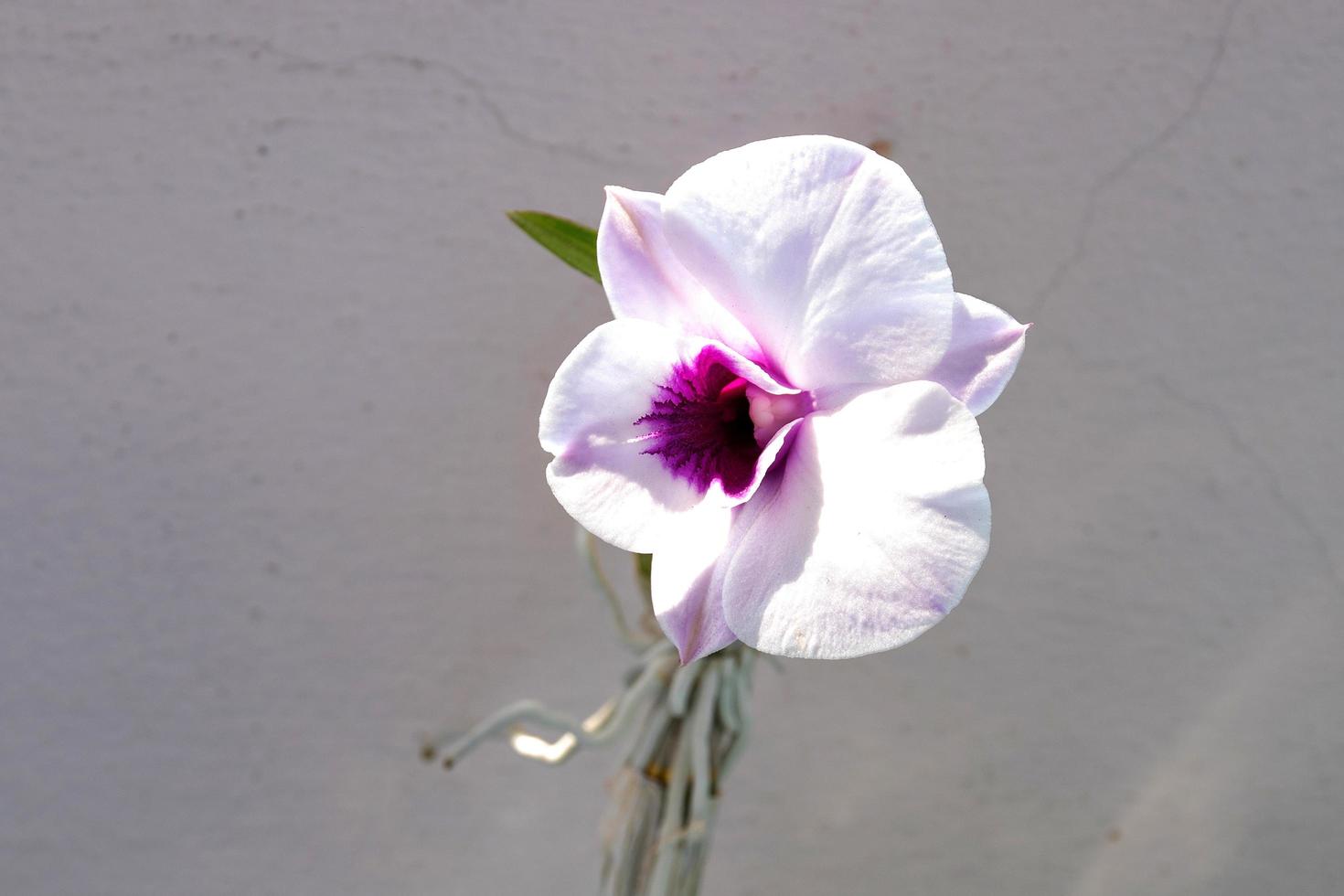 Isolated white orchid flower photo